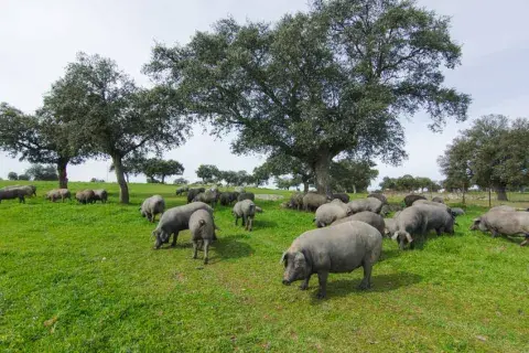 An international study verifies the benefits of consuming pork meat