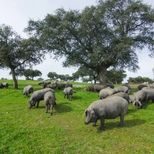 An international study verifies the benefits of consuming pork meat